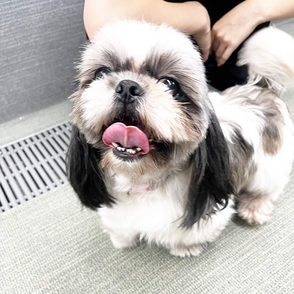 生徒が撮影したモデル犬の写真♪①